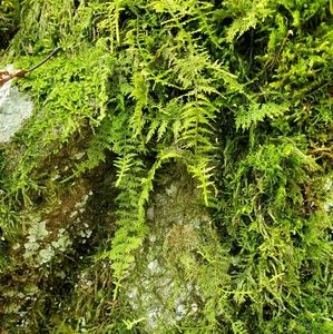 Meet your Posher, Tess